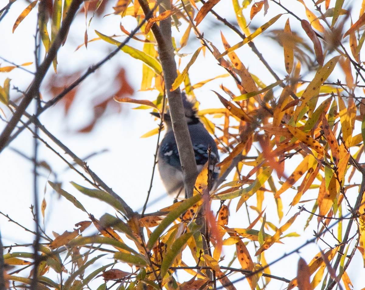 Blue Jay - ML644800714