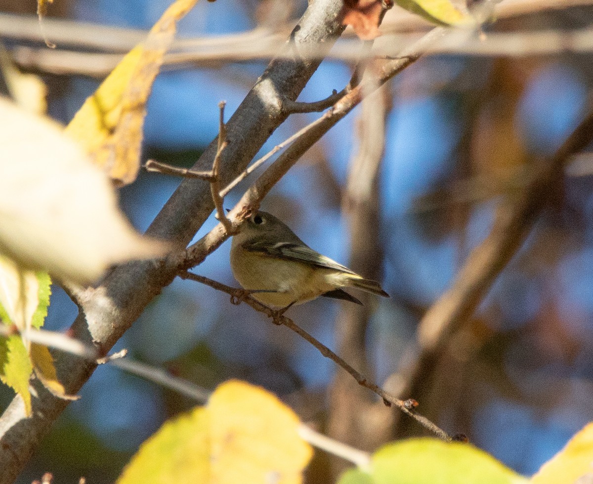 Ruby-crowned Kinglet - ML644800715