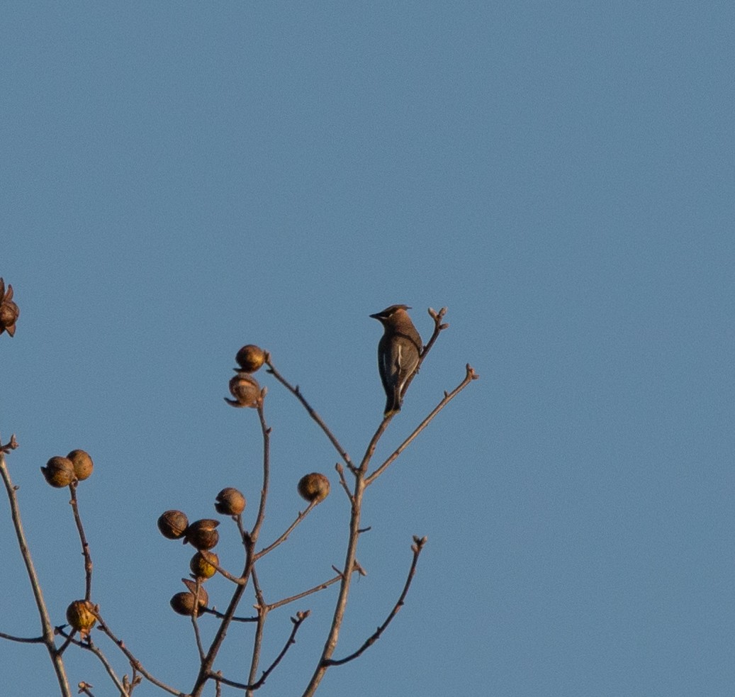 Cedar Waxwing - ML644800733