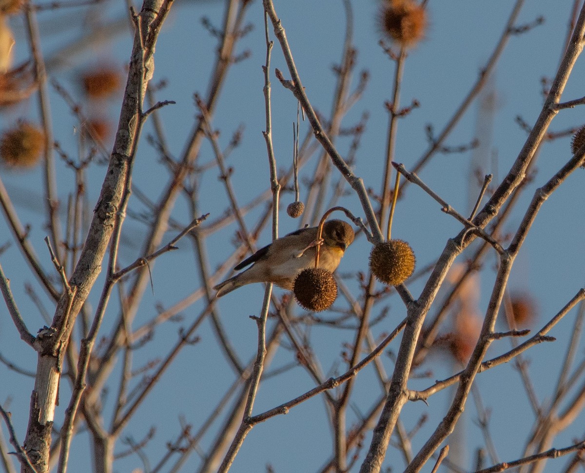 American Goldfinch - ML644800737