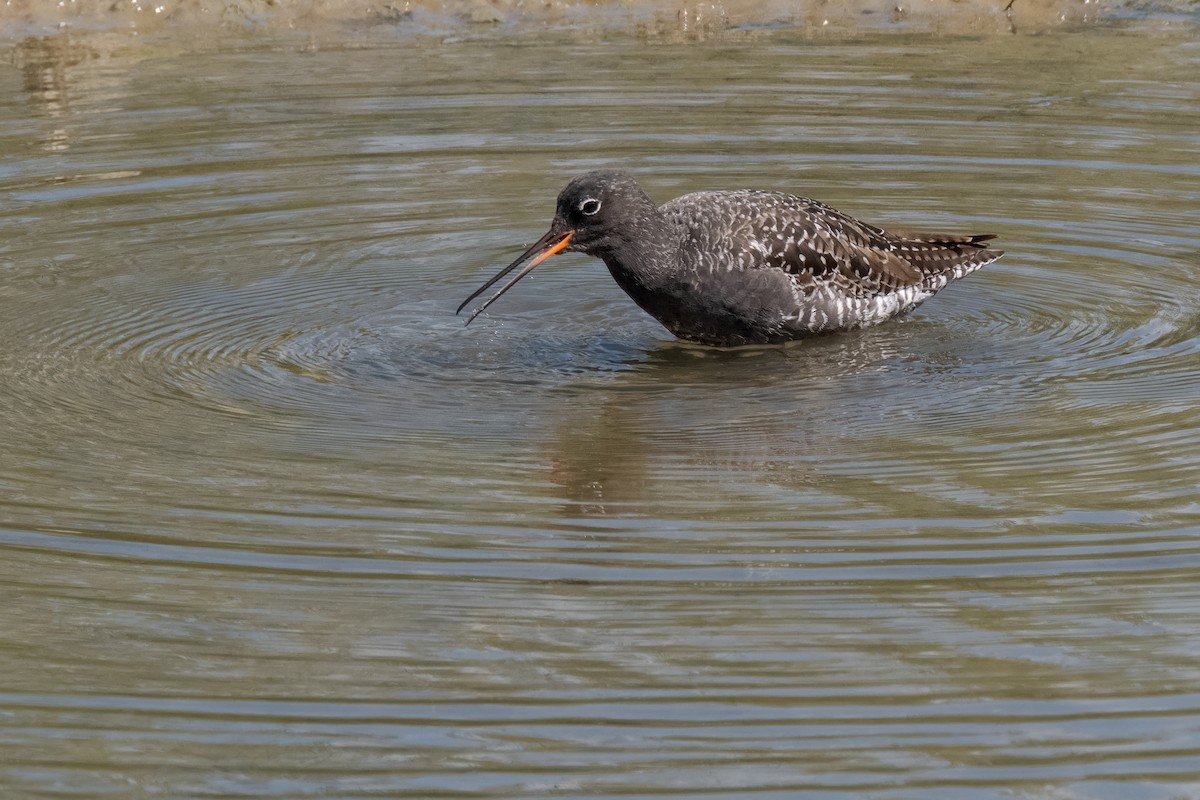 Spotted Redshank - ML644800741