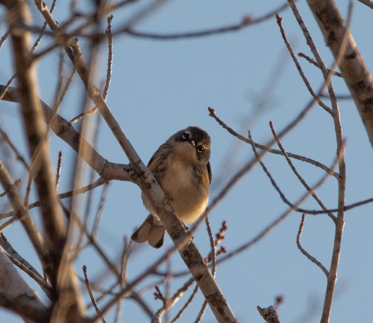 Yellow-rumped Warbler - ML644800769