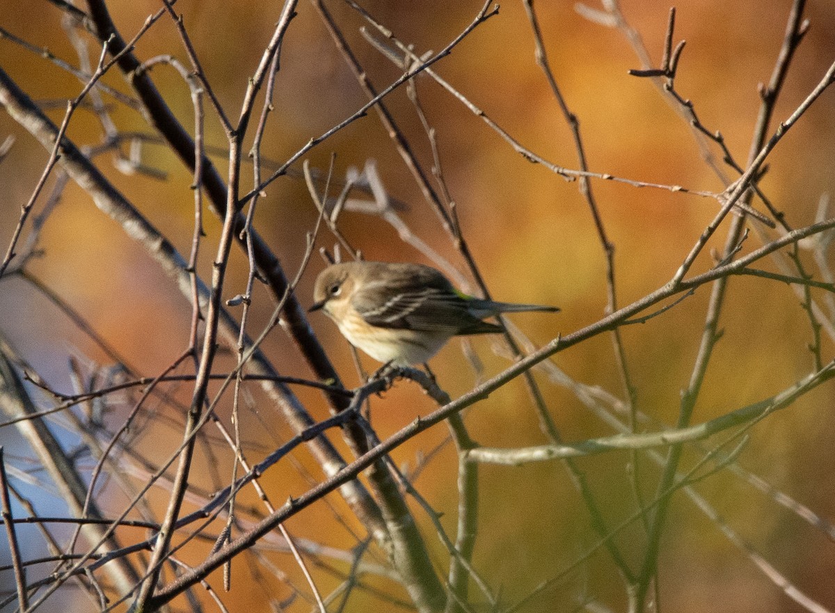 Yellow-rumped Warbler - ML644800770