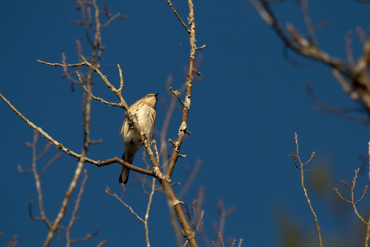 Yellow-rumped Warbler - ML644800771