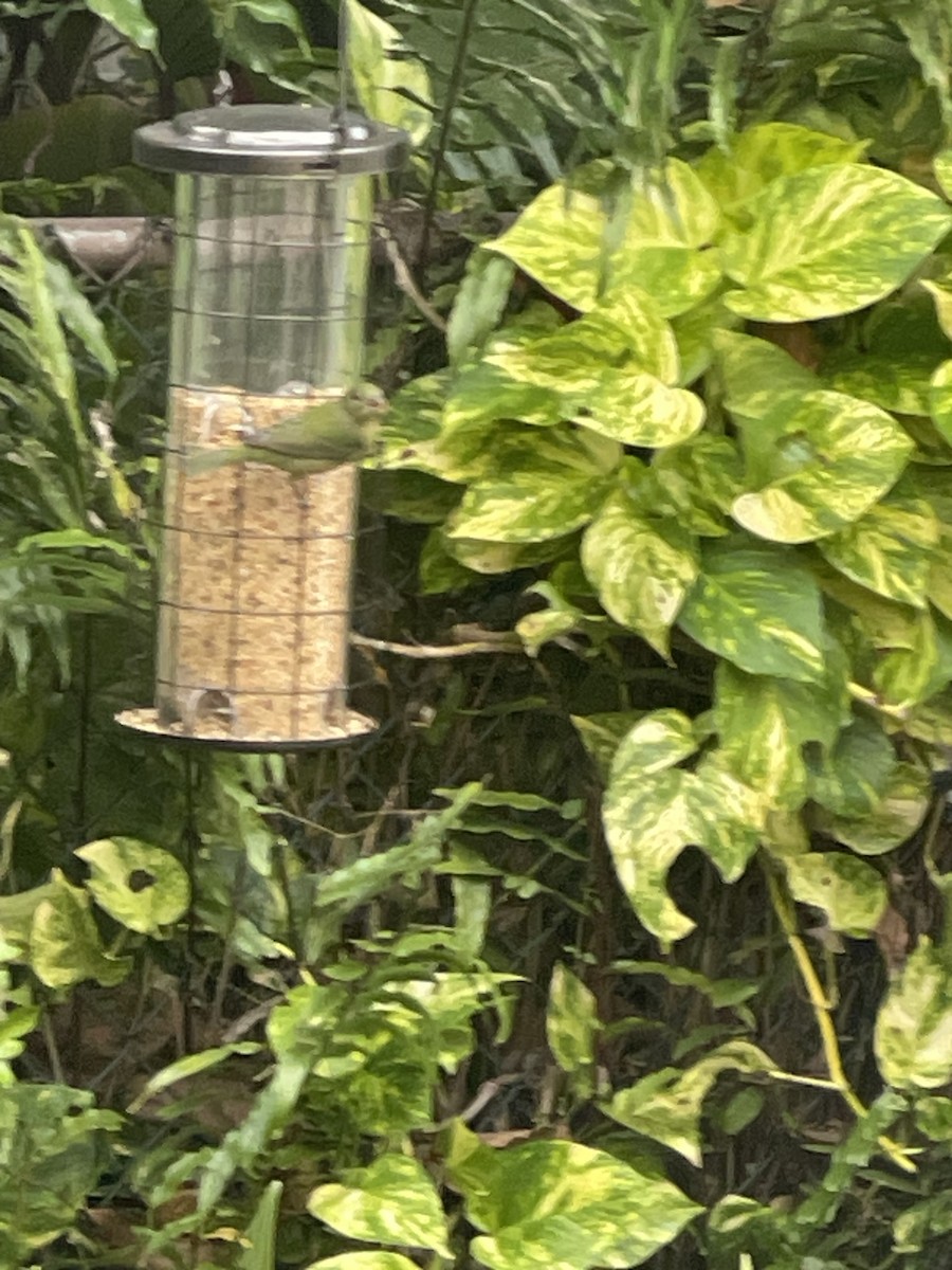 Painted Bunting - ML644800786