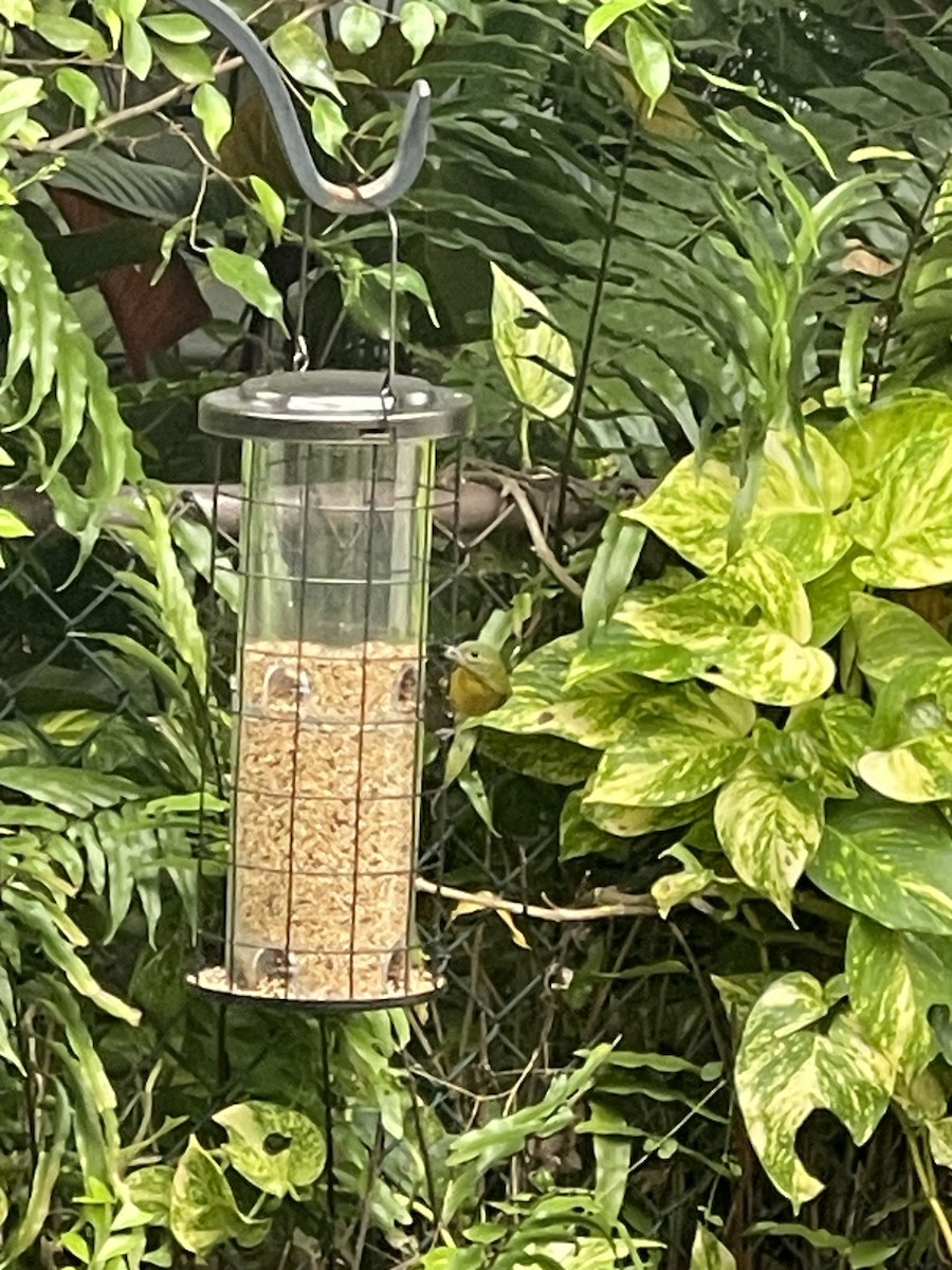 Painted Bunting - ML644800787