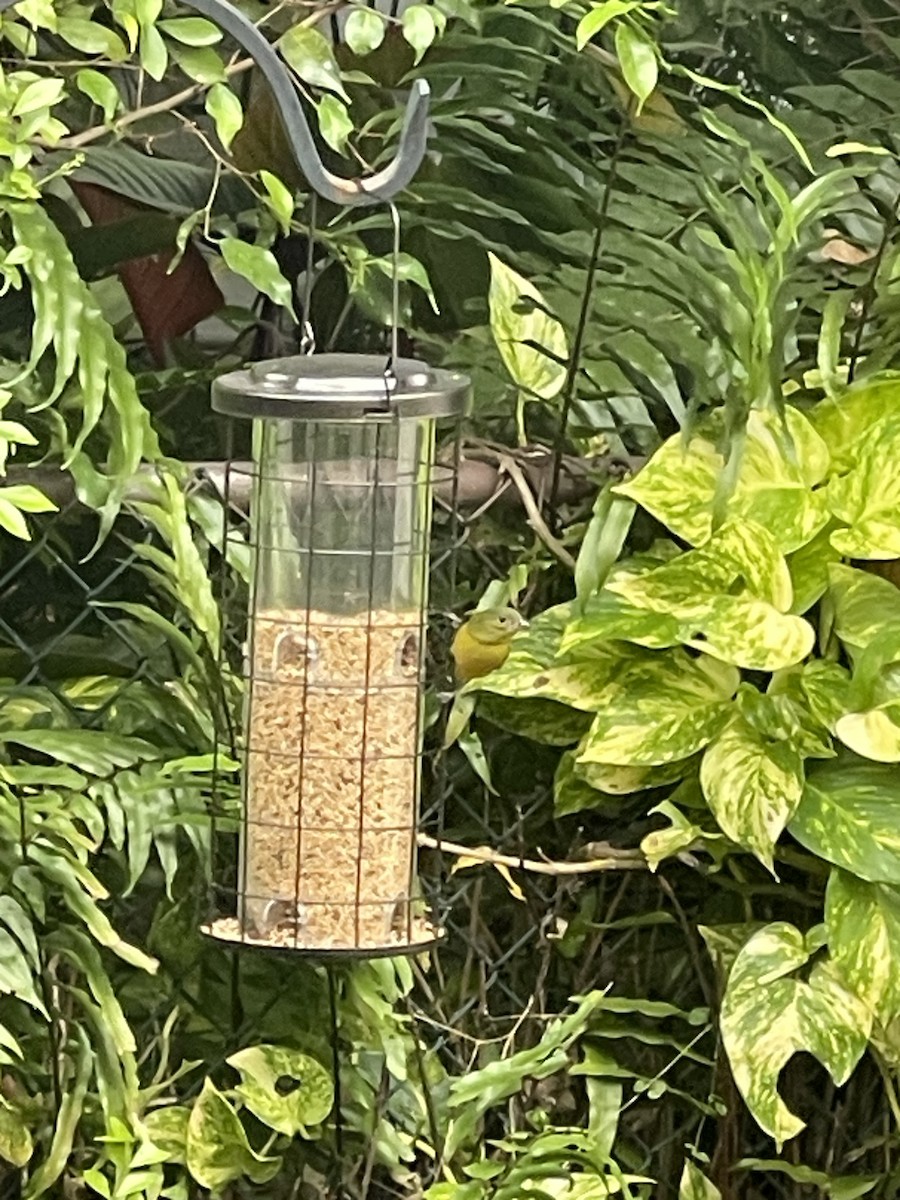 Painted Bunting - ML644800788