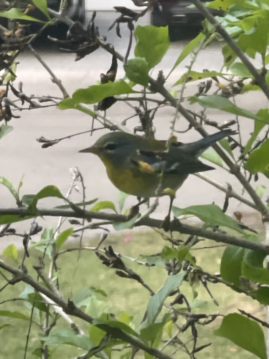 Northern Parula - ML644800793