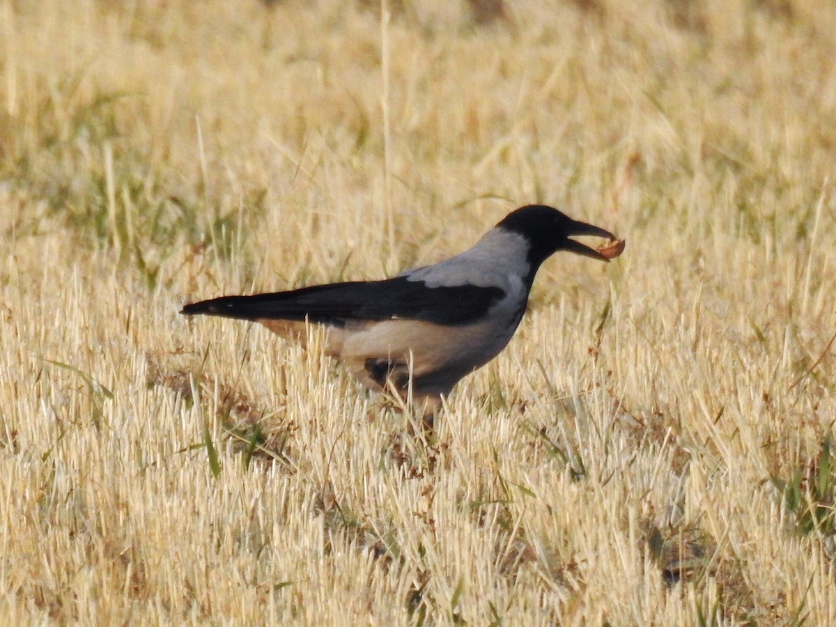 Leş Kargası - ML644800812