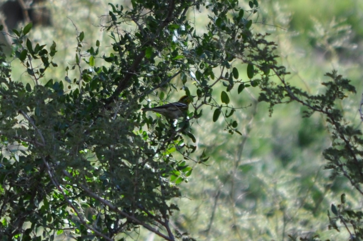 Townsend's Warbler - ML644800817