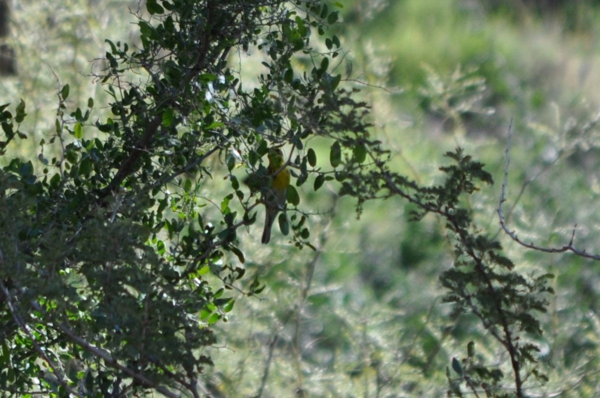 Townsend's Warbler - ML644800820