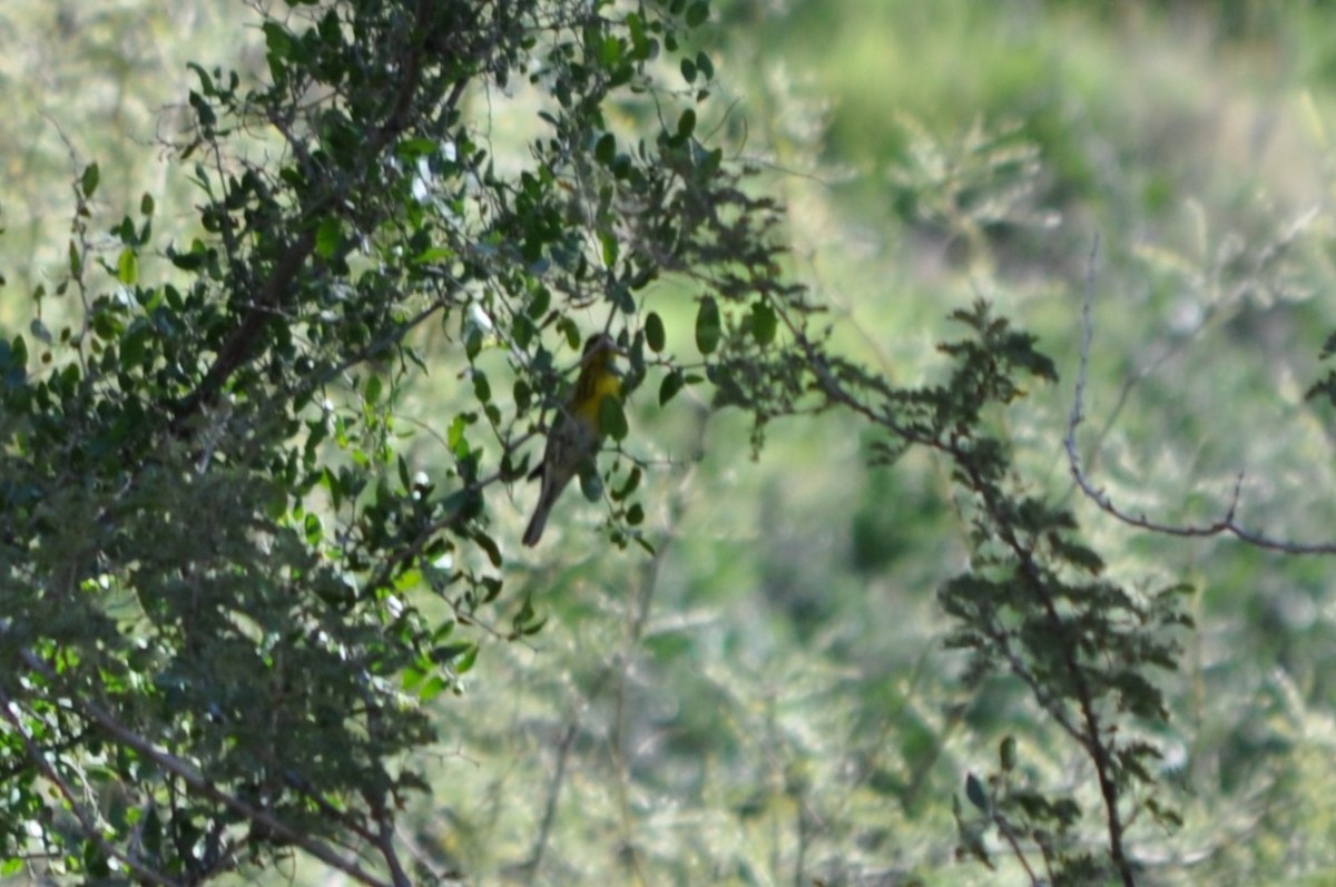 Townsend's Warbler - ML644800821