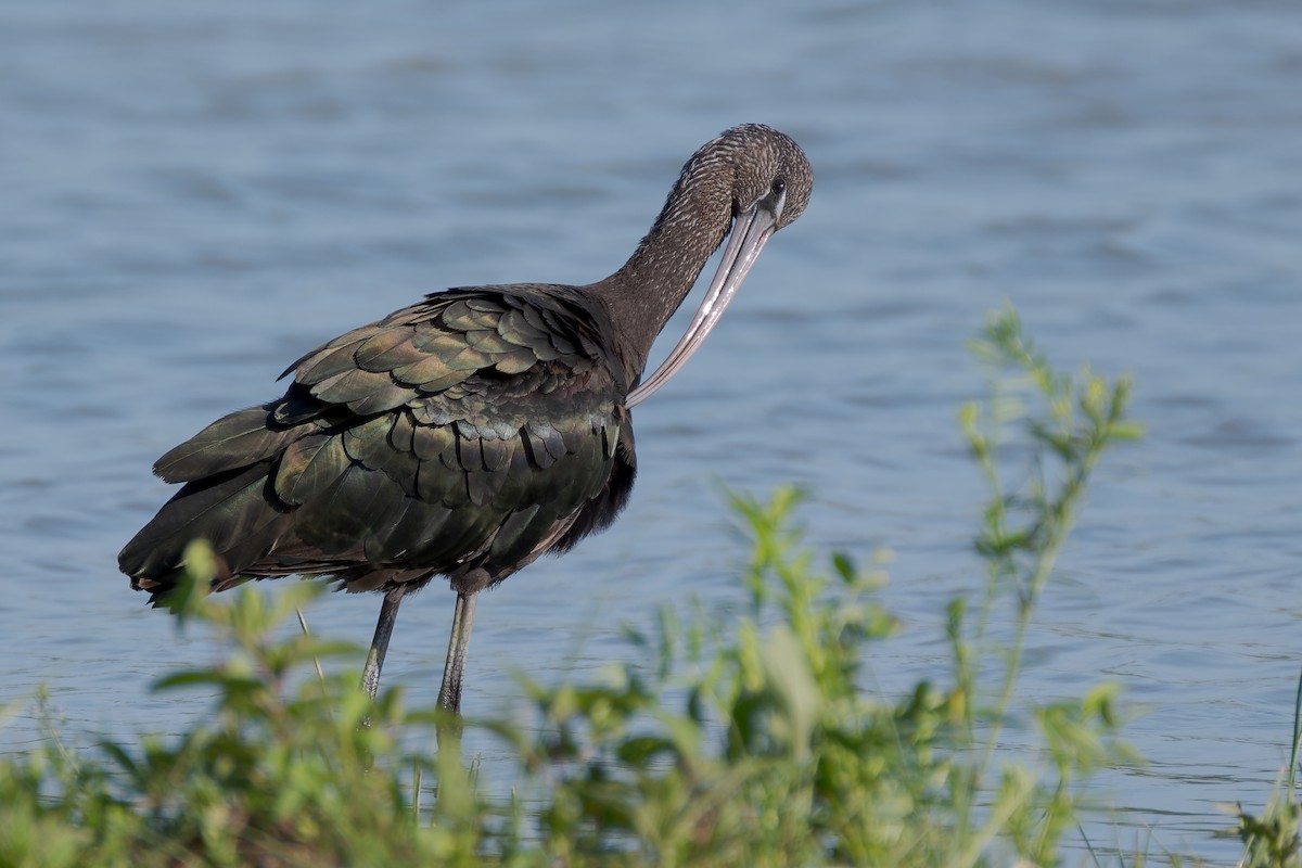 Glossy Ibis - ML644800853