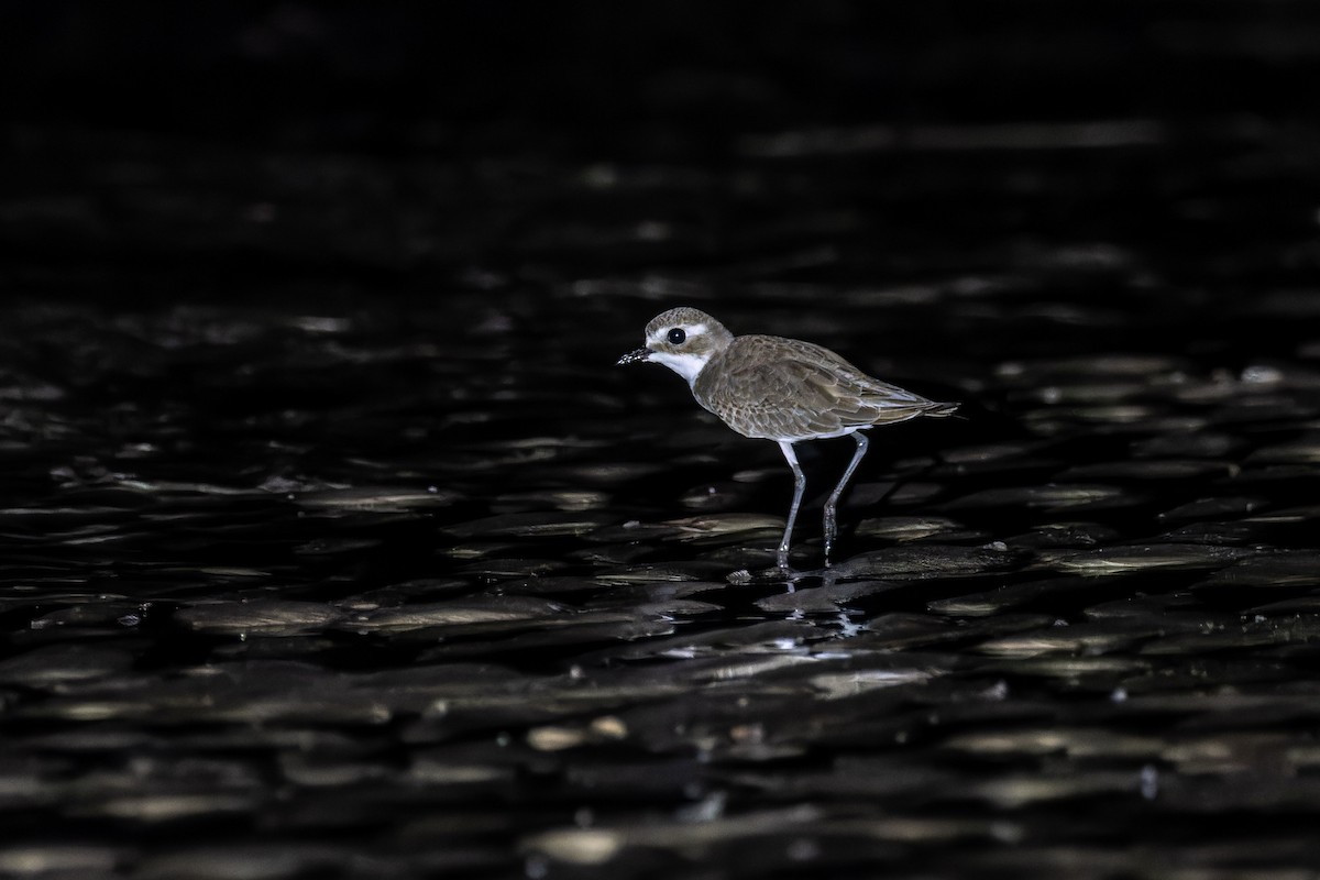 Tibet Cılıbıtı - ML644800854