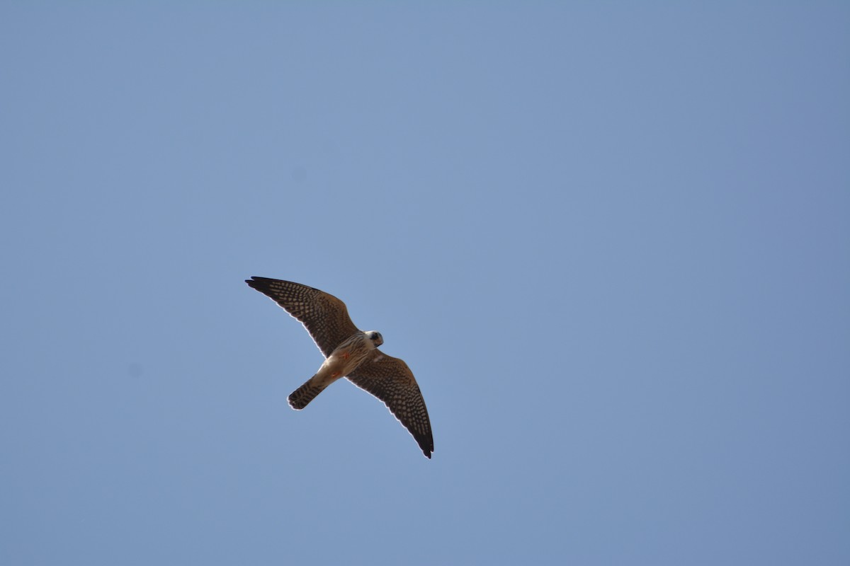 Red-footed Falcon - ML644800889