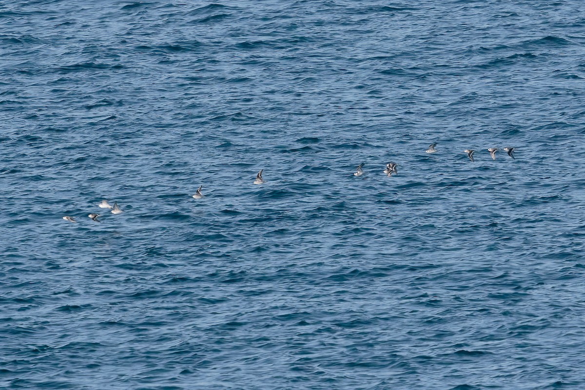Red-necked Phalarope - ML644800897