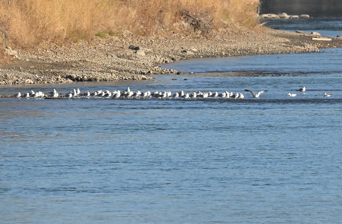 tanımsız Larinae sp. - ML644800899