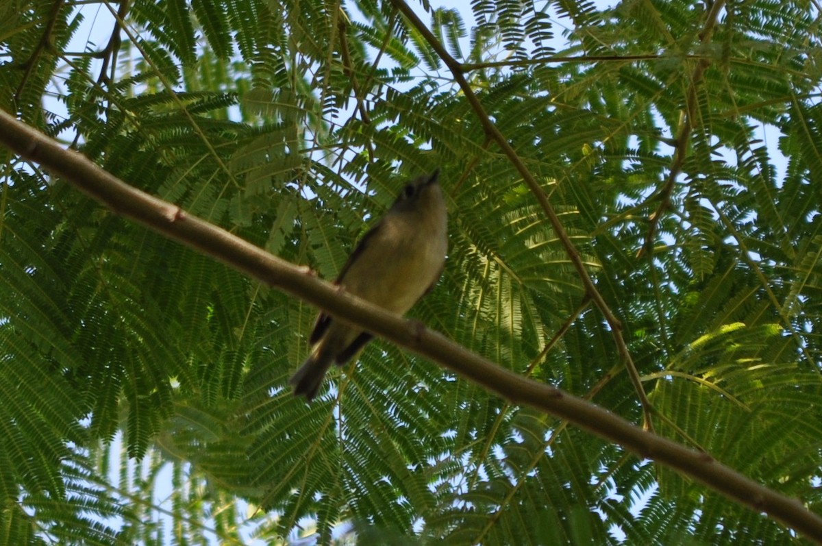 králíček americký - ML644800900