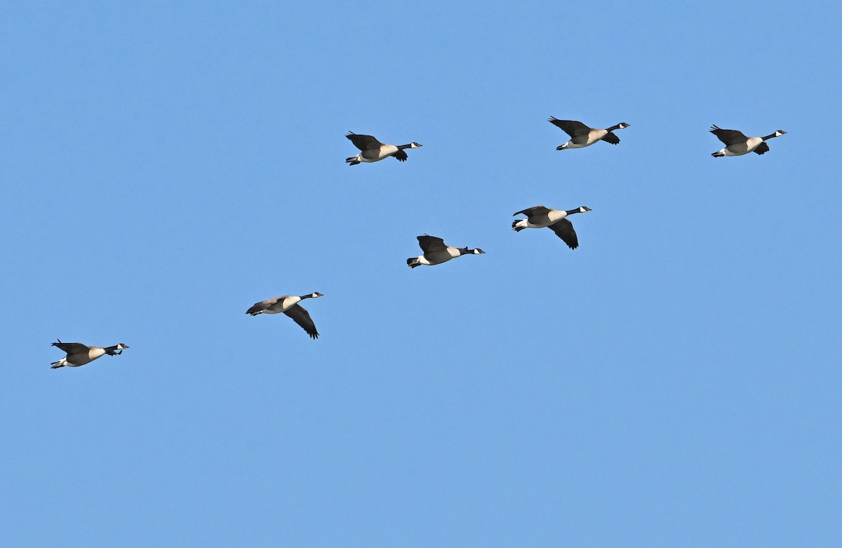 Branta kanadar handia - ML644800903