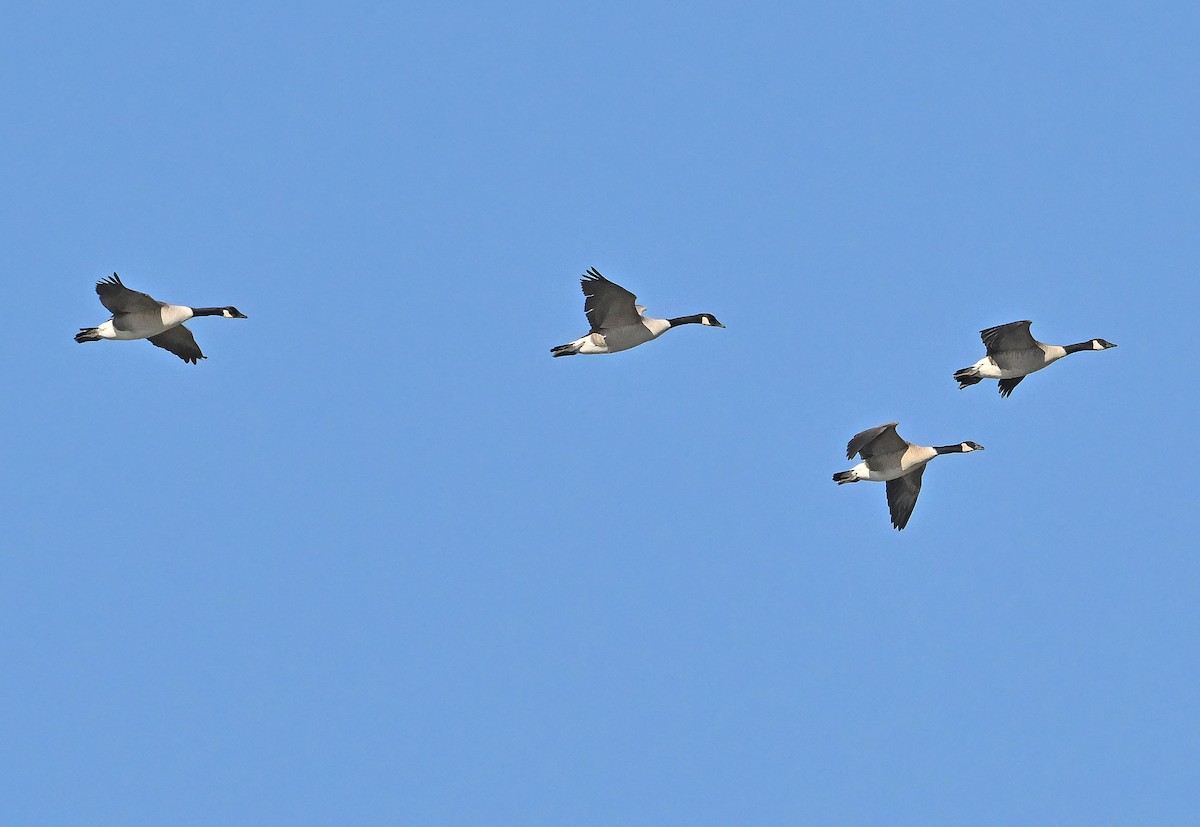 Branta kanadar handia - ML644800913