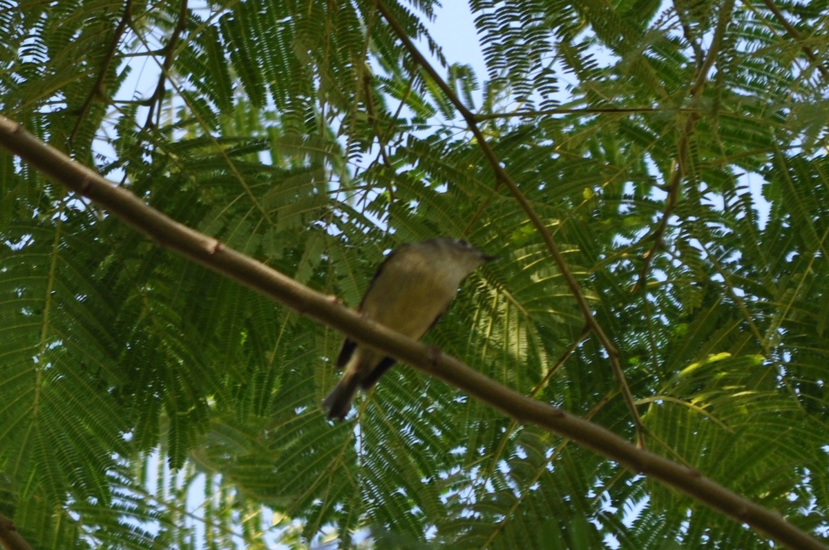 králíček americký - ML644800914