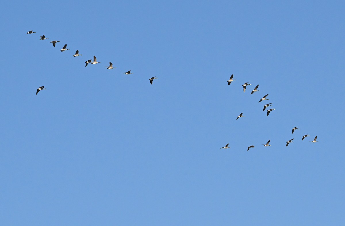 Branta kanadar handia - ML644800915