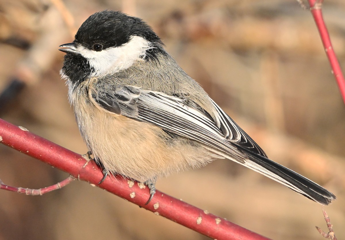 Гаїчка світлокрила - ML644800922