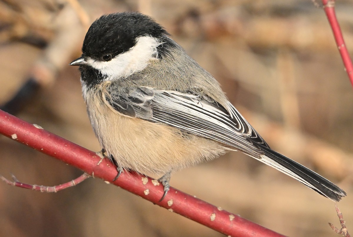 Гаїчка світлокрила - ML644800927