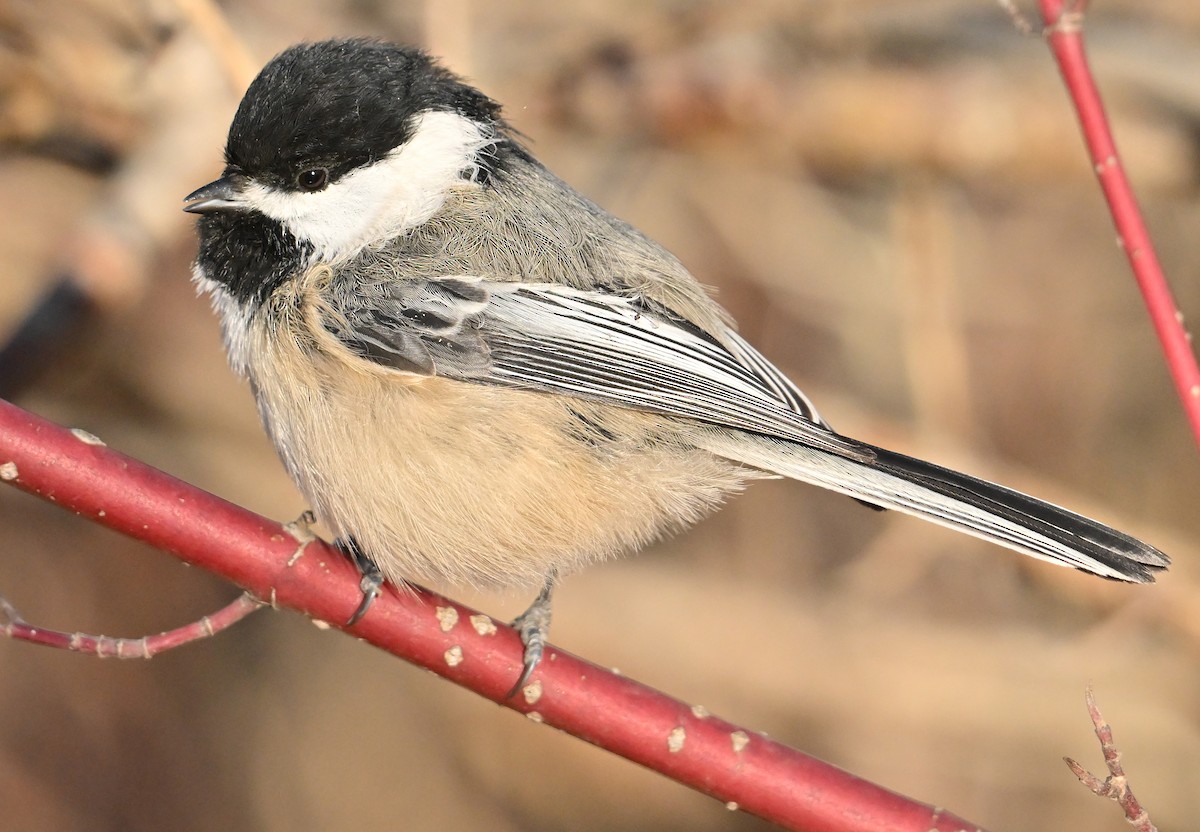 Гаїчка світлокрила - ML644800935