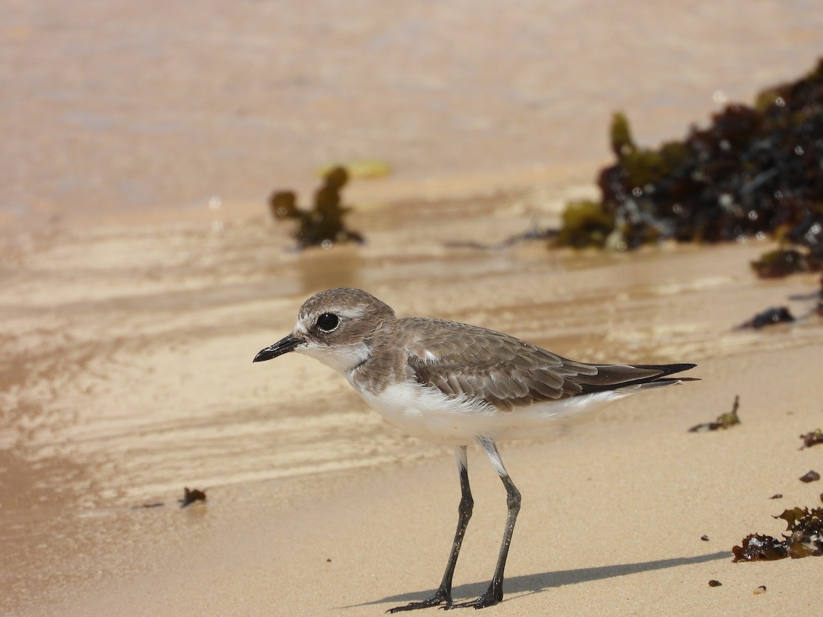 Tibet Cılıbıtı - ML644800940
