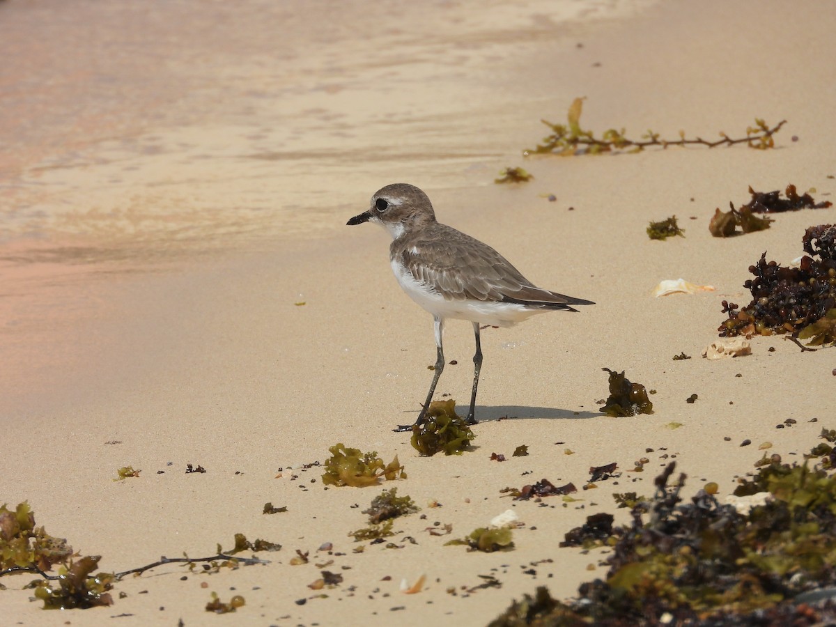 Tibet Cılıbıtı - ML644800941