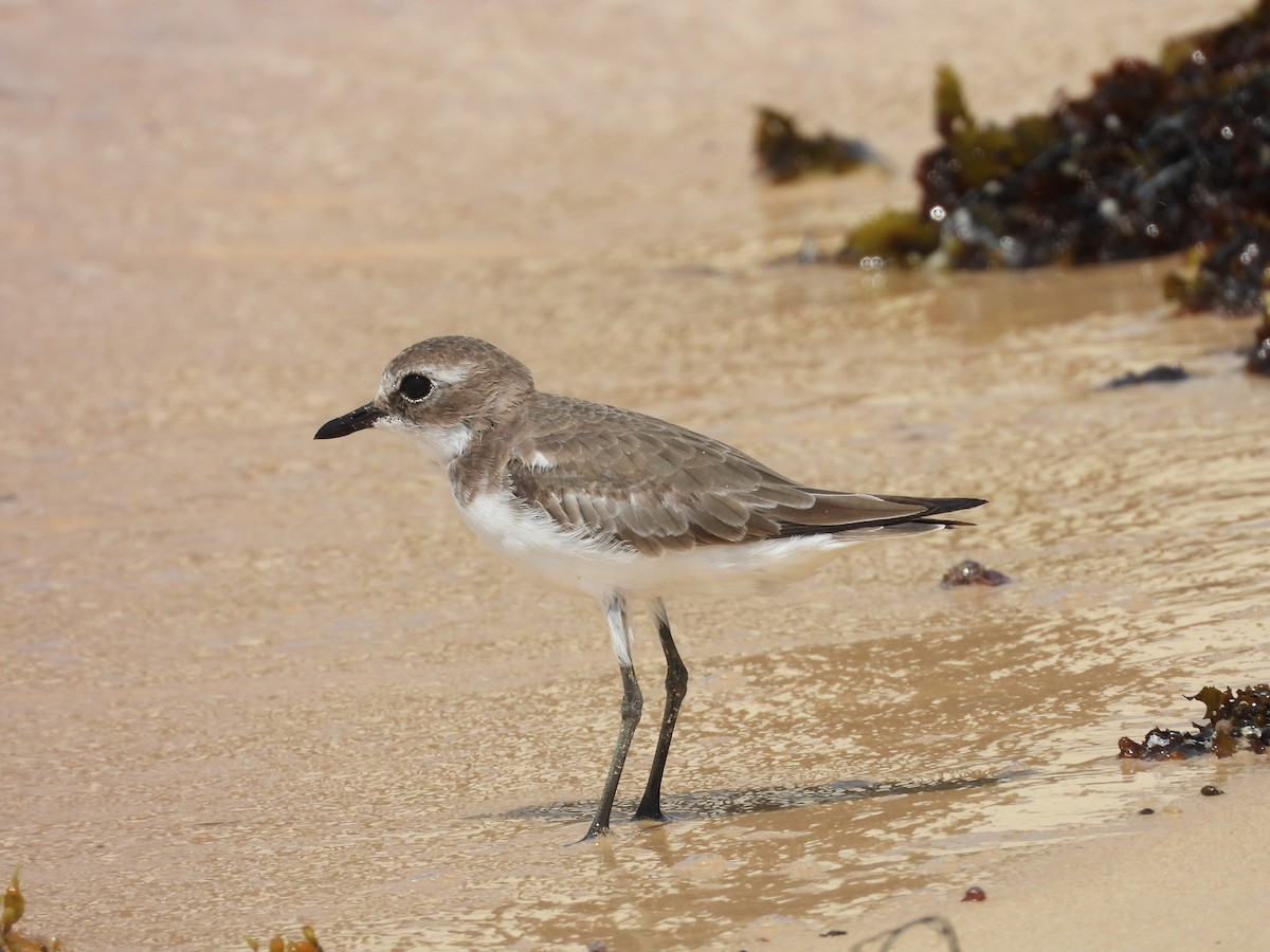 Tibet Cılıbıtı - ML644800942
