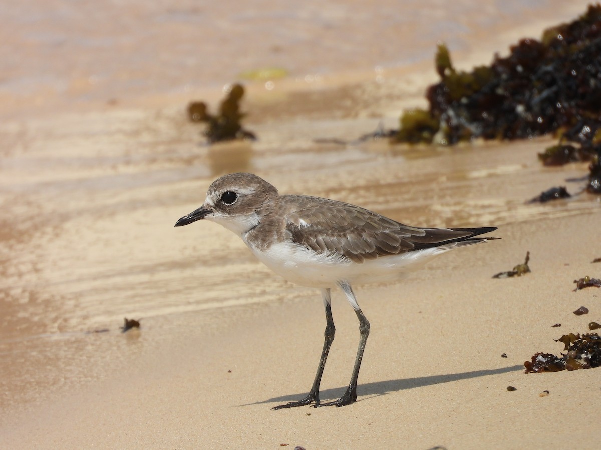 Tibet Cılıbıtı - ML644800943