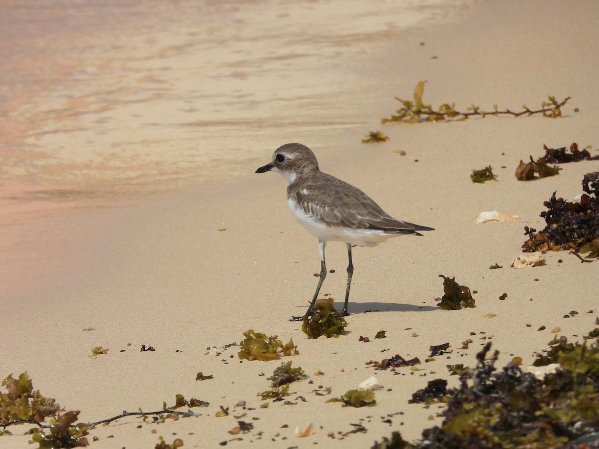 Tibet Cılıbıtı - ML644800944