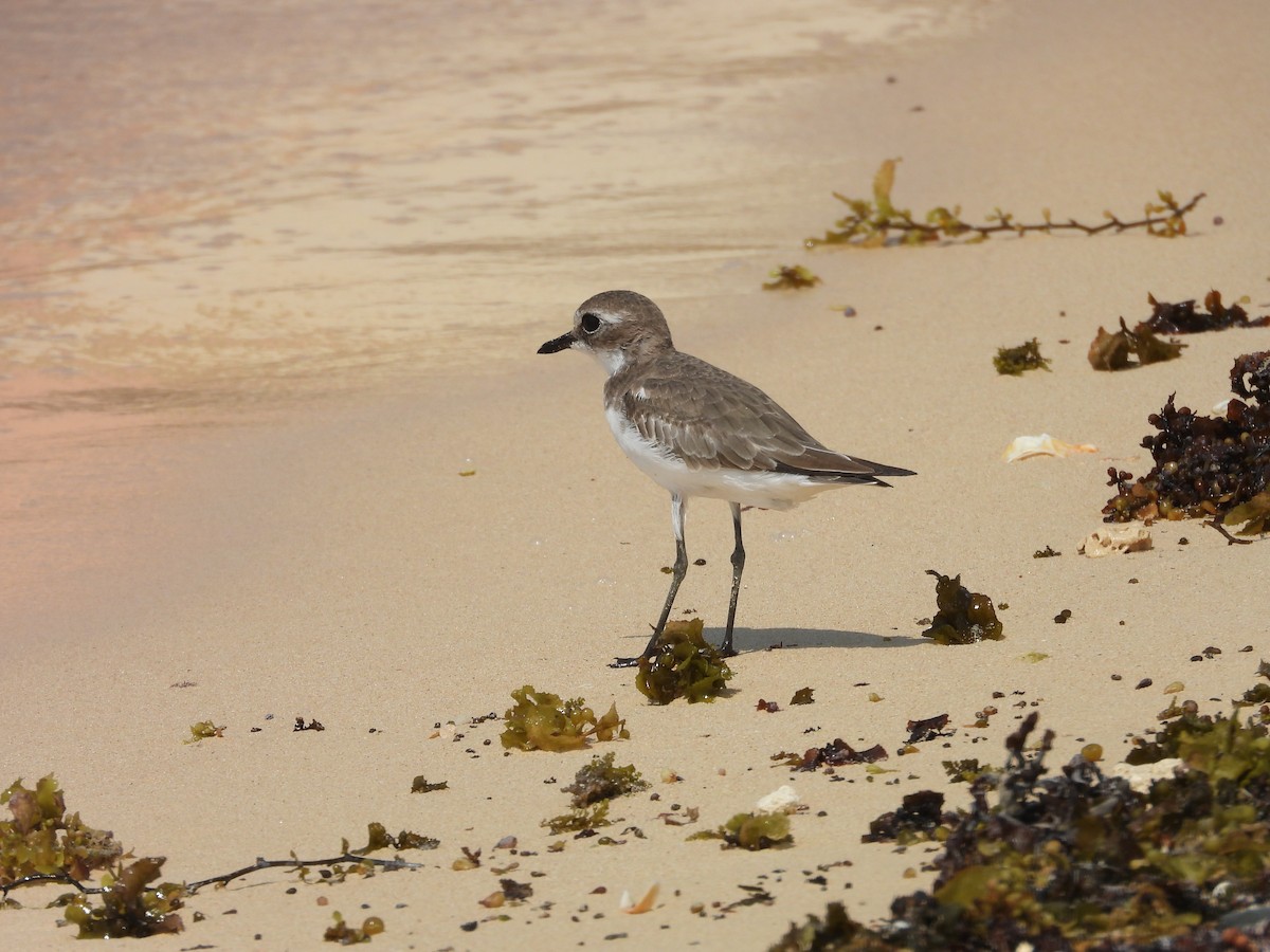 Tibet Cılıbıtı - ML644800946