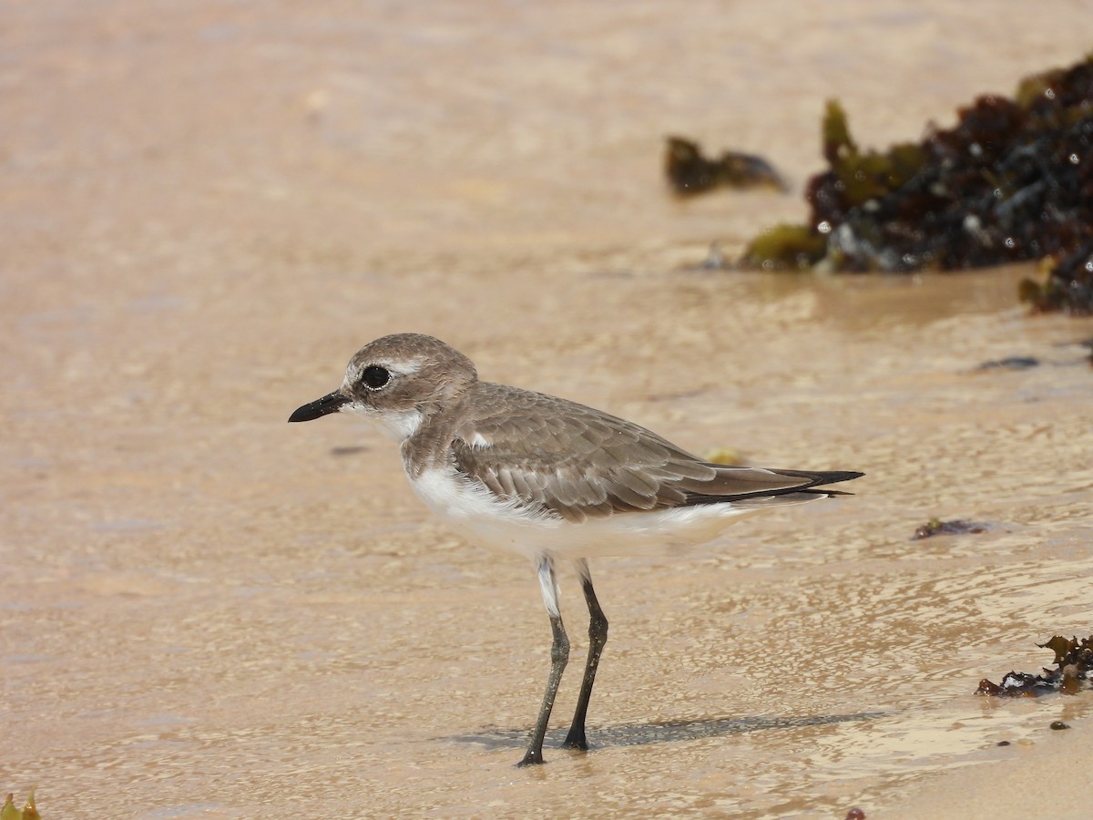 Tibet Cılıbıtı - ML644800947