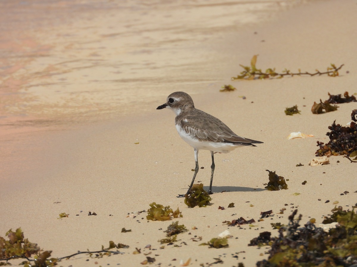 Tibet Cılıbıtı - ML644800948