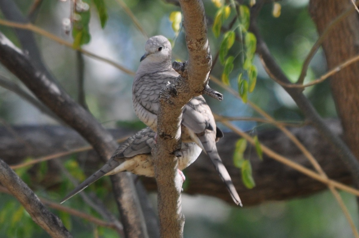 holoubek mexický - ML644800949