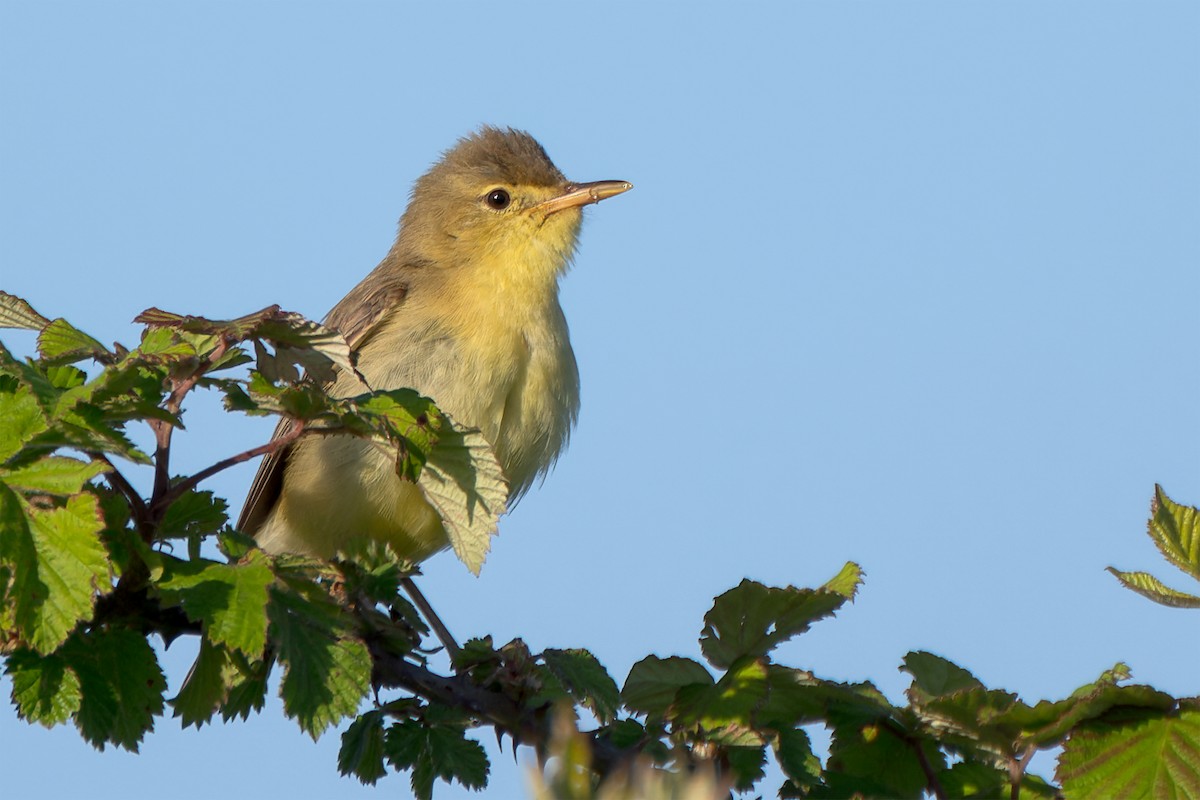 Melodious Warbler - ML644801003