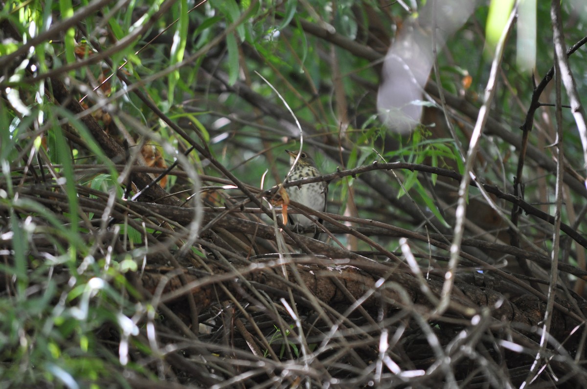 drozd rezavoocasý - ML644801007