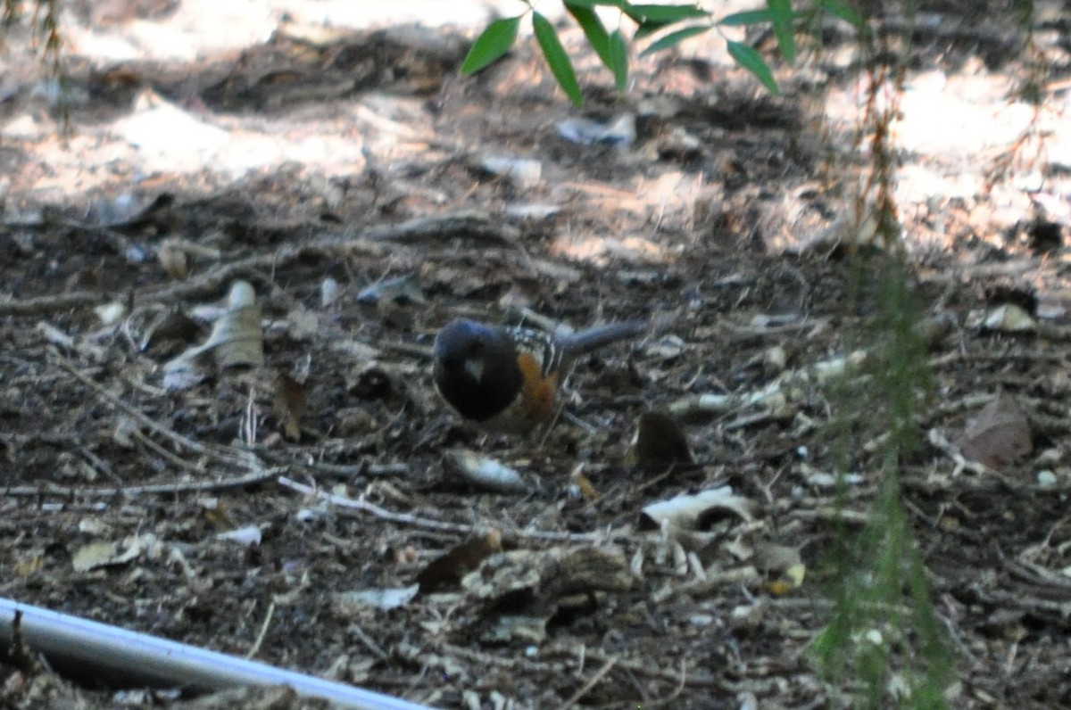 Spotted Towhee - ML644801021