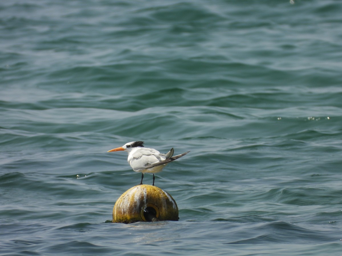 Bengalako txenada - ML644801023