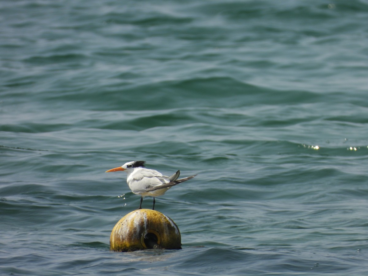 Bengalako txenada - ML644801024