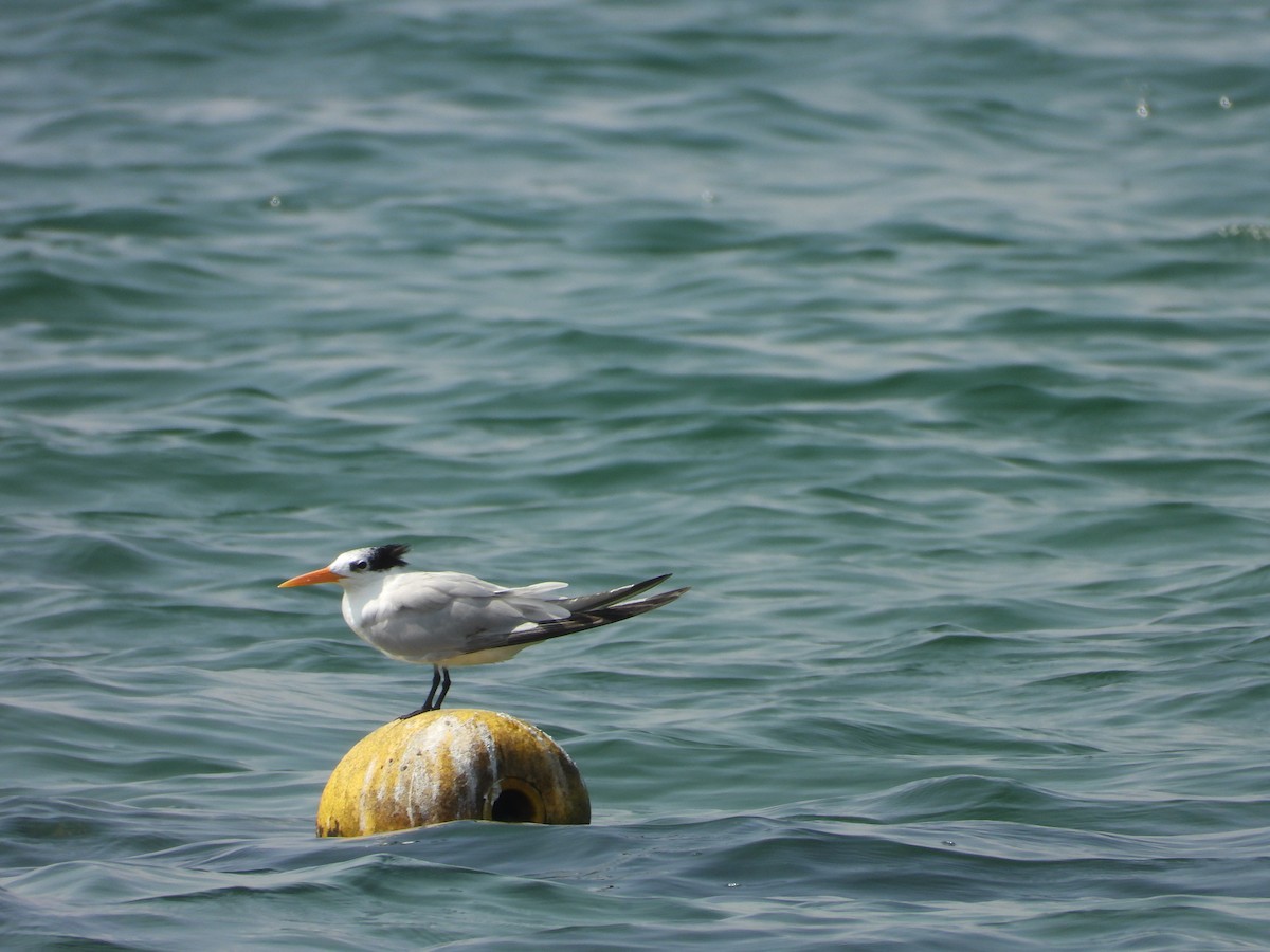 Bengalako txenada - ML644801025