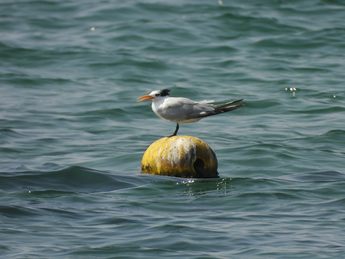 Bengalako txenada - ML644801026