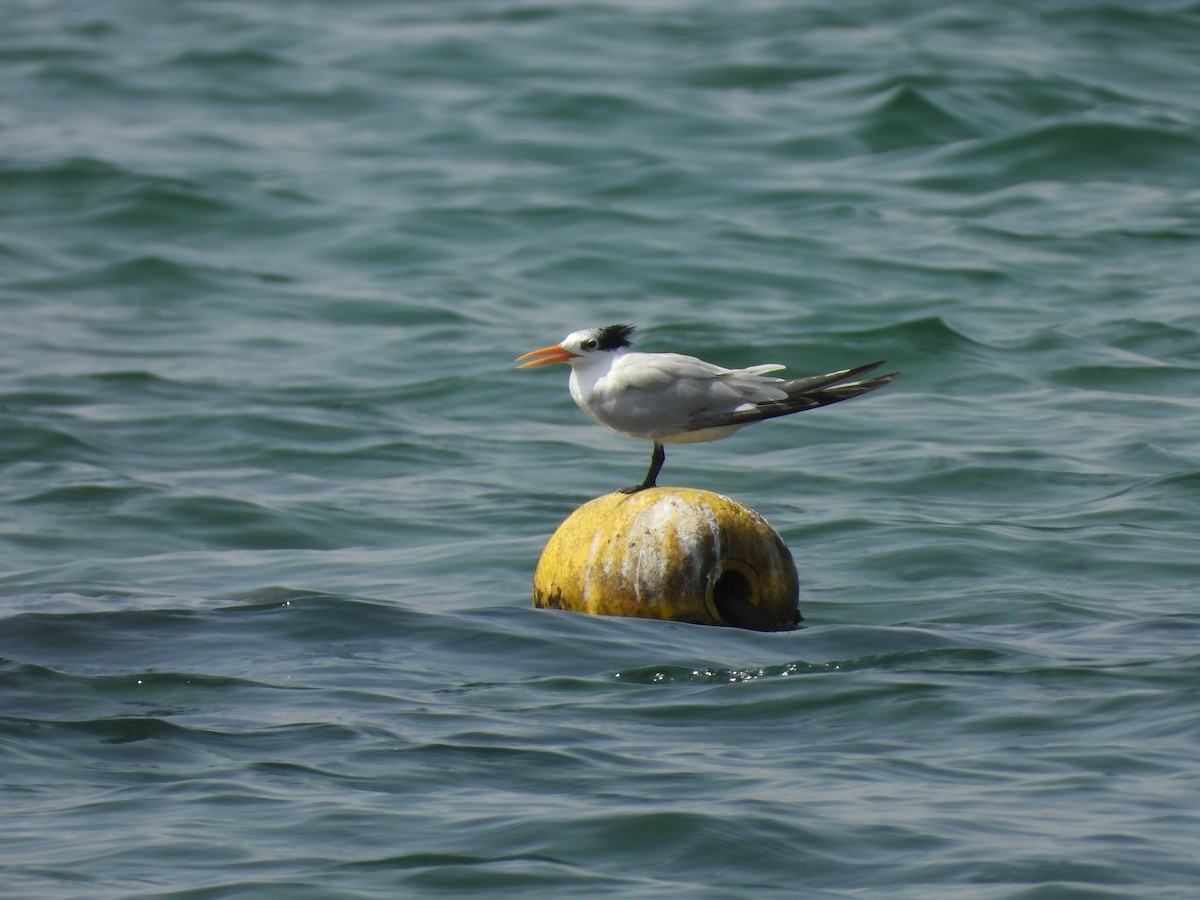 Bengalako txenada - ML644801027