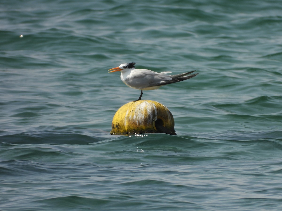 Bengalako txenada - ML644801029