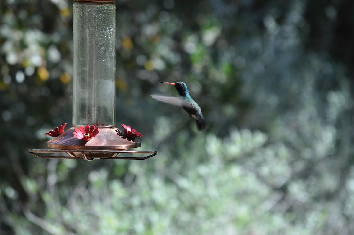 kolibřík širokozobý - ML644801070