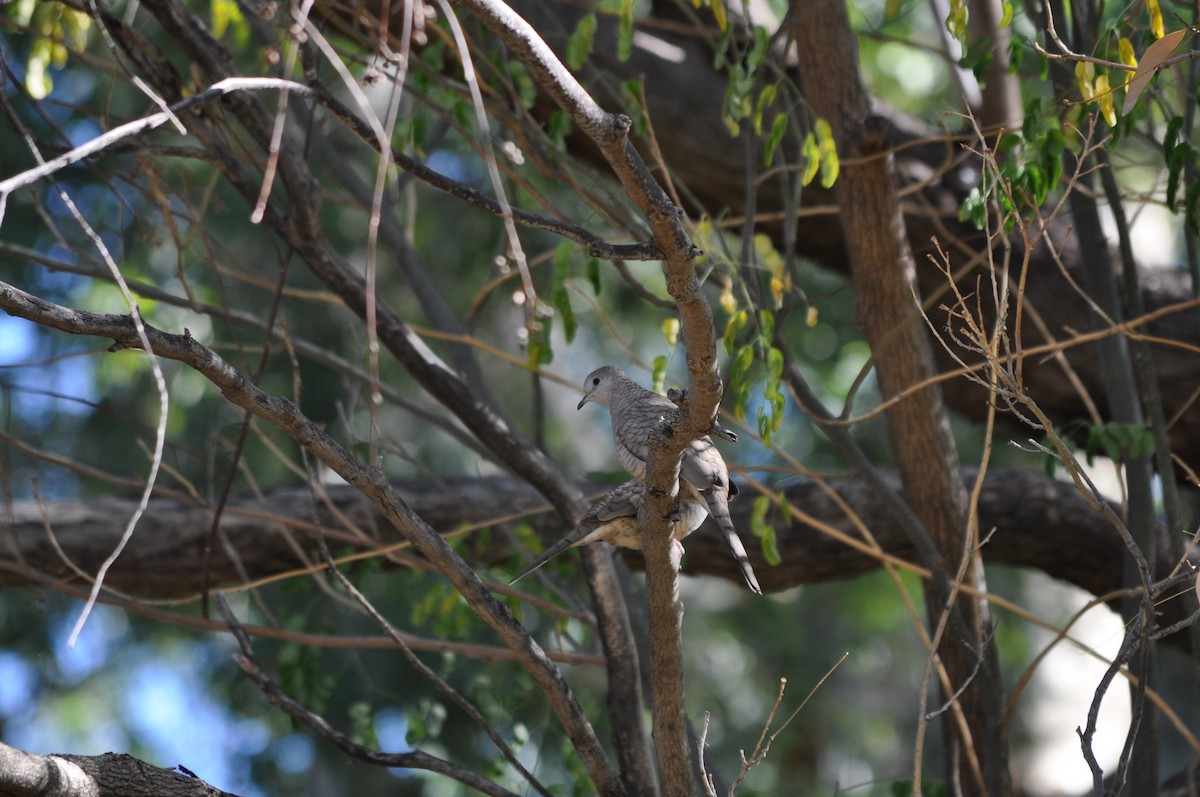 holoubek mexický - ML644801071