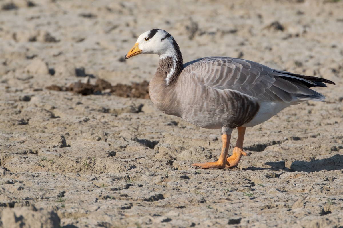 Bar-headed Goose - ML644801074